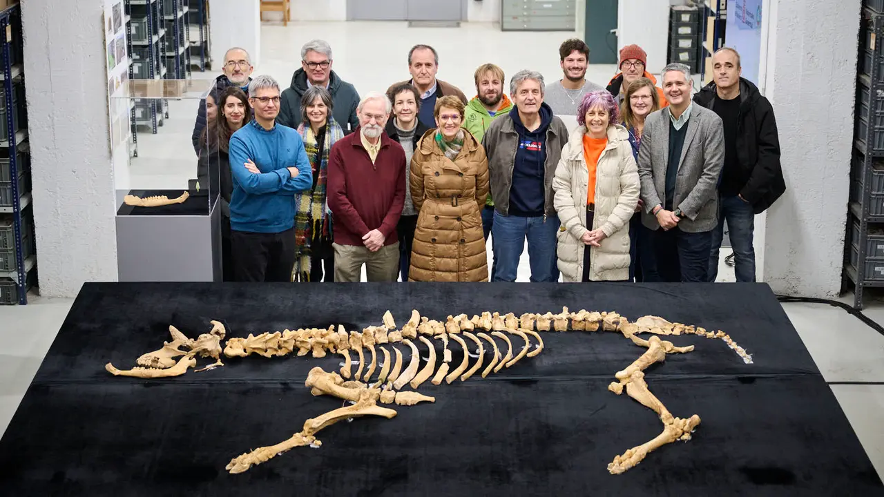 Presentaci&oacute;n de un bisonte de hace 4000 a&ntilde;os, nuevo hallazgo arqueol&oacute;gico en el Parque de Urbasa, en Navarra. PABLO LASAOSA