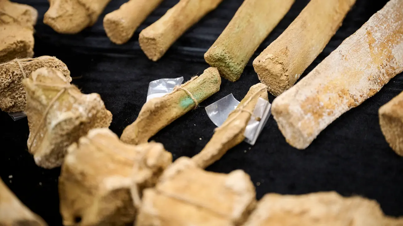 Presentaci&oacute;n de un bisonte de hace 4000 a&ntilde;os, nuevo hallazgo arqueol&oacute;gico en el Parque de Urbasa, en Navarra. PABLO LASAOSA