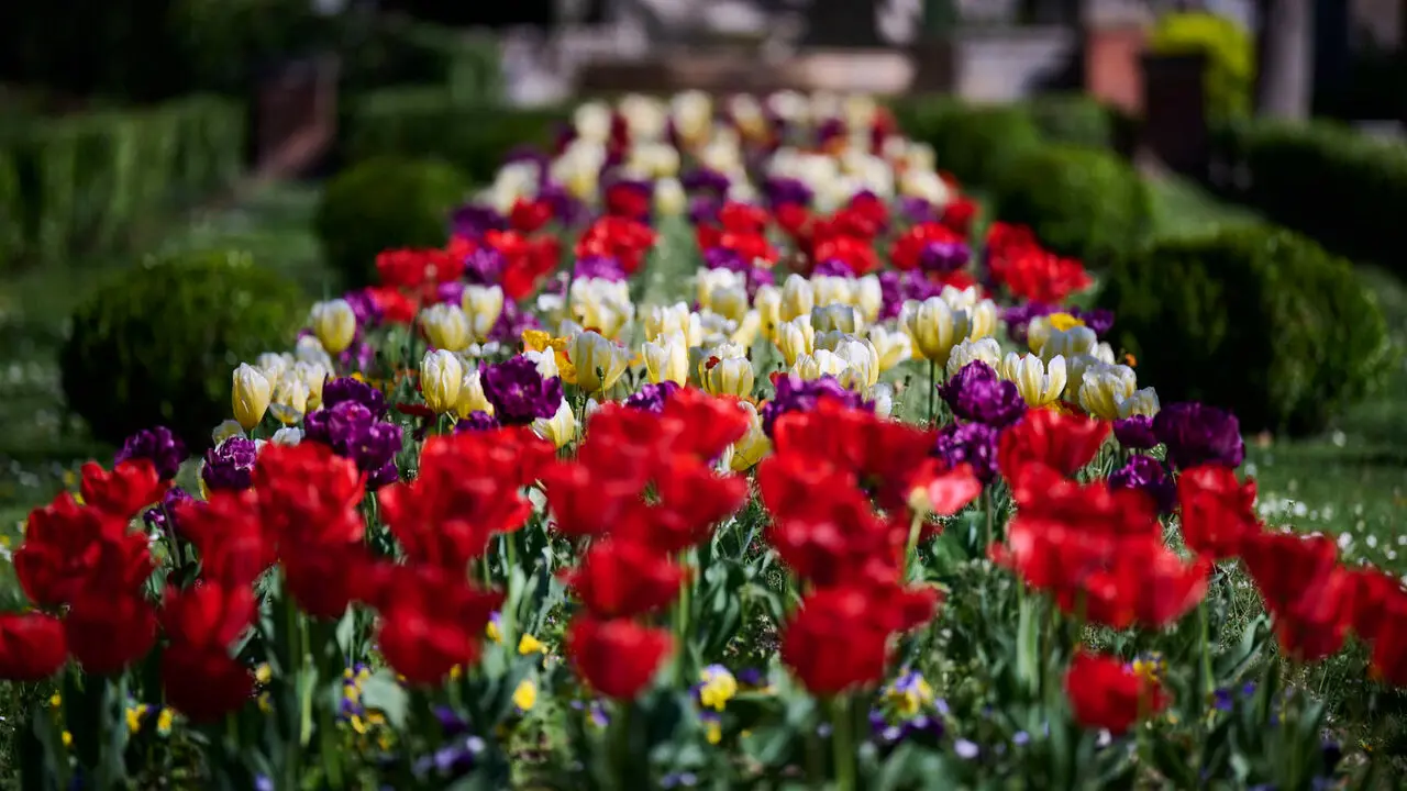 La primavera llega a Pamplona en 2026. PABLO LASAOSA