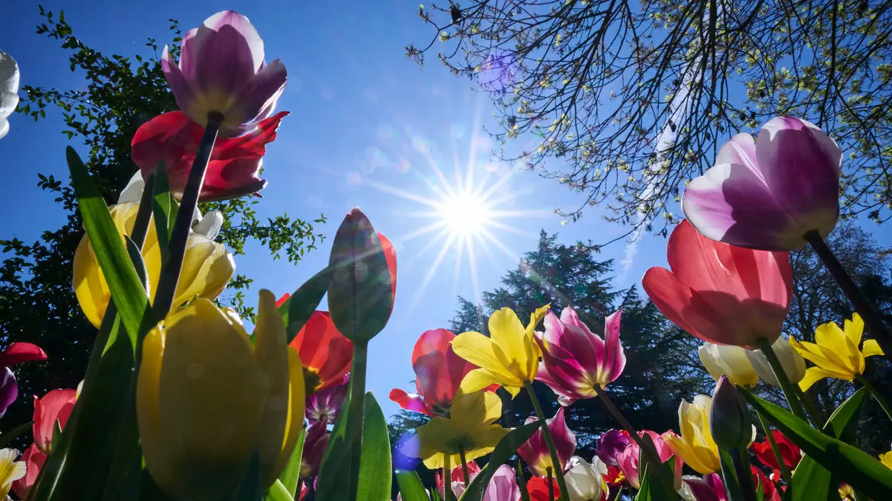 La primavera llega a Pamplona en 2026. PABLO LASAOSA