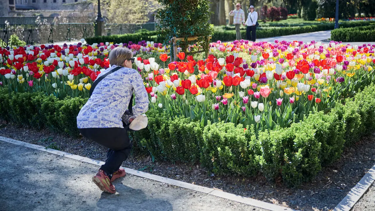 La primavera llega a Pamplona en 2026. PABLO LASAOSA