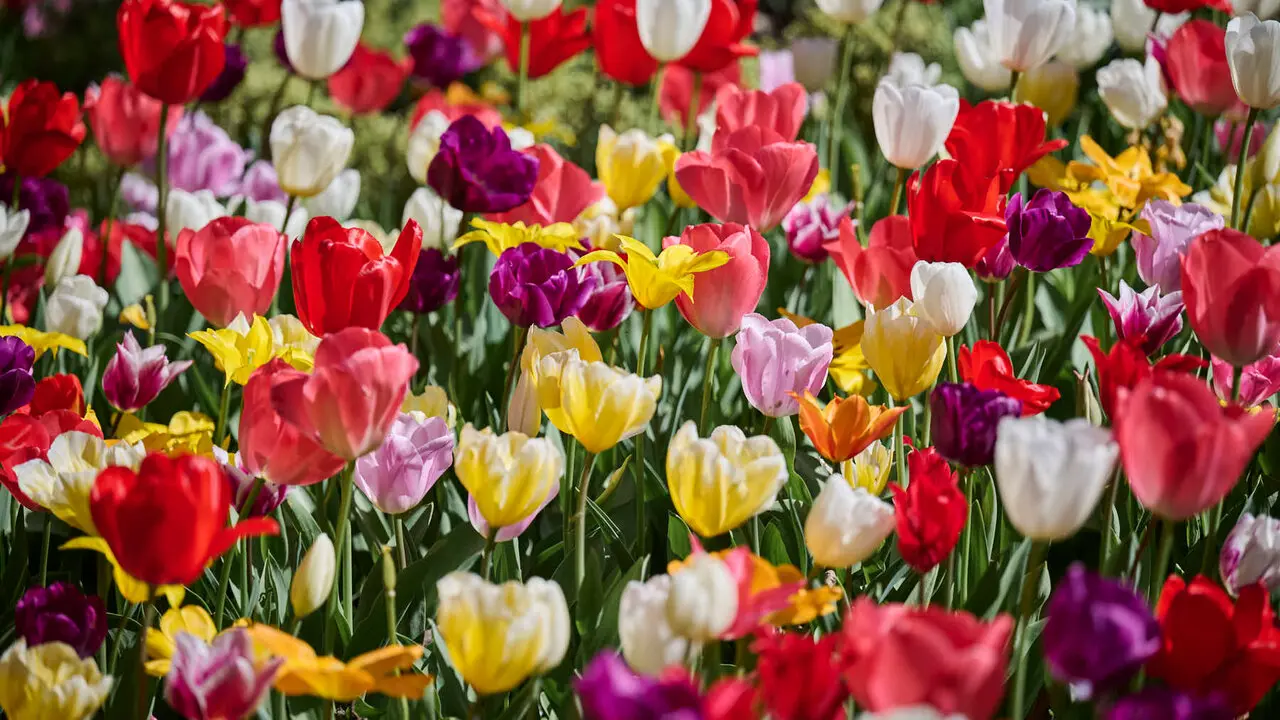 La primavera llega a Pamplona en 2026. PABLO LASAOSA