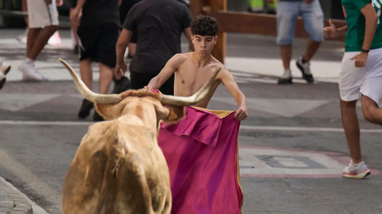 Suelta de vacas por las calles en fiestas de Mutilva 2026. PABLO LASAOSA