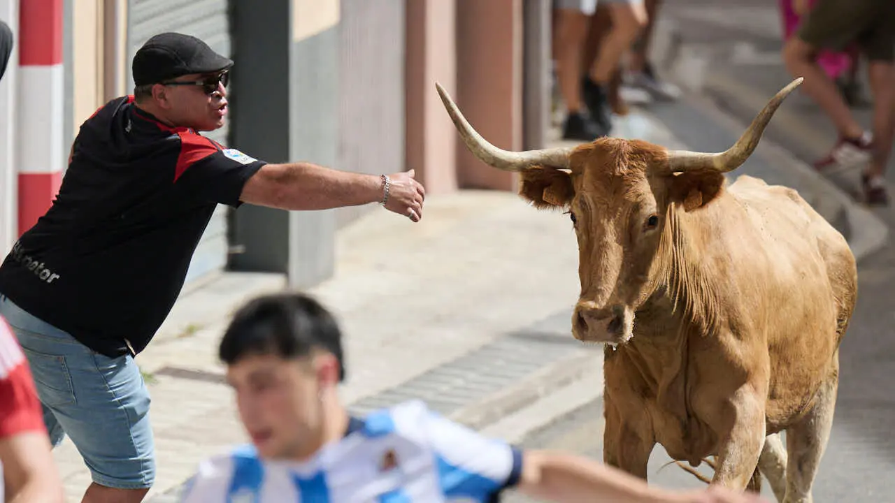 Suelta de vacas por las calles en fiestas de Mutilva 2026. PABLO LASAOSA