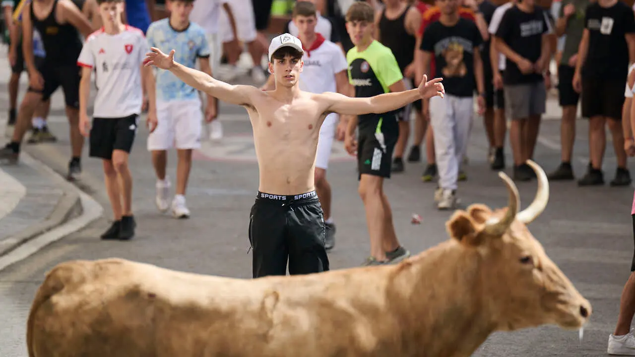 Suelta de vacas por las calles en fiestas de Mutilva 2026. PABLO LASAOSA