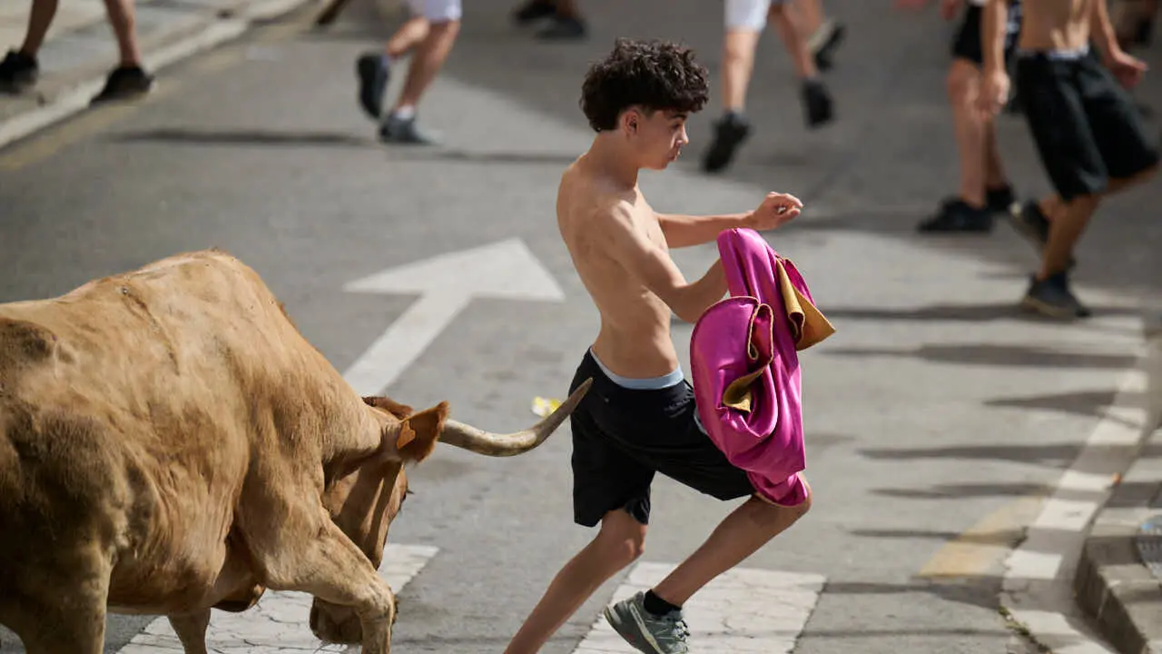 Suelta de vacas por las calles en fiestas de Mutilva 2026. PABLO LASAOSA