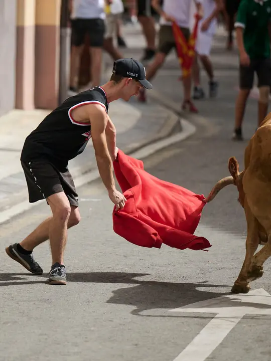 Suelta de vacas por las calles en fiestas de Mutilva 2026. PABLO LASAOSA