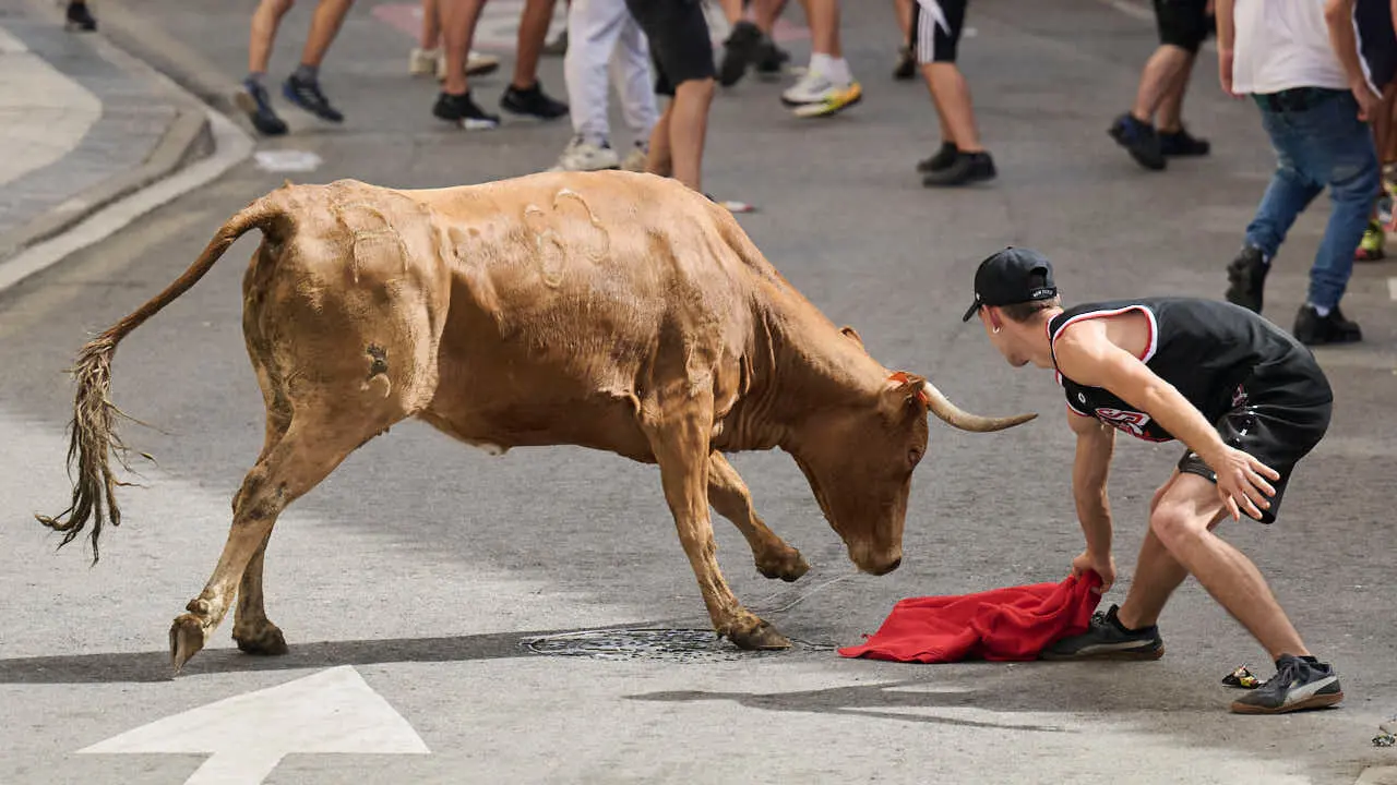 Suelta de vacas por las calles en fiestas de Mutilva 2026. PABLO LASAOSA