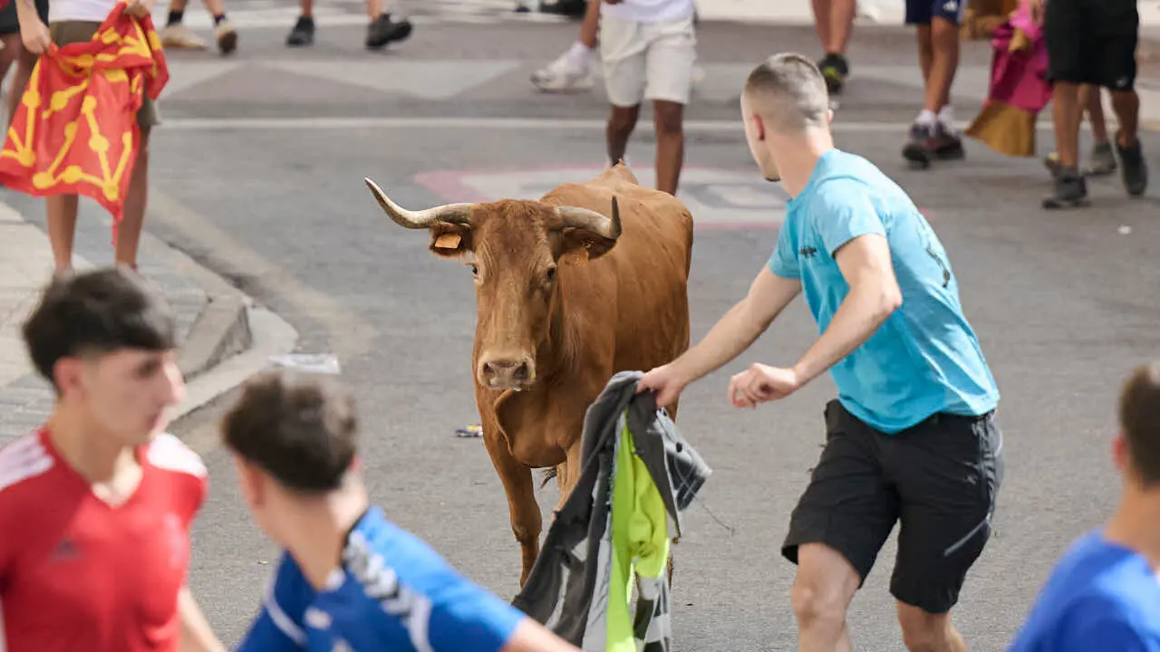 Suelta de vacas por las calles en fiestas de Mutilva 2026. PABLO LASAOSA
