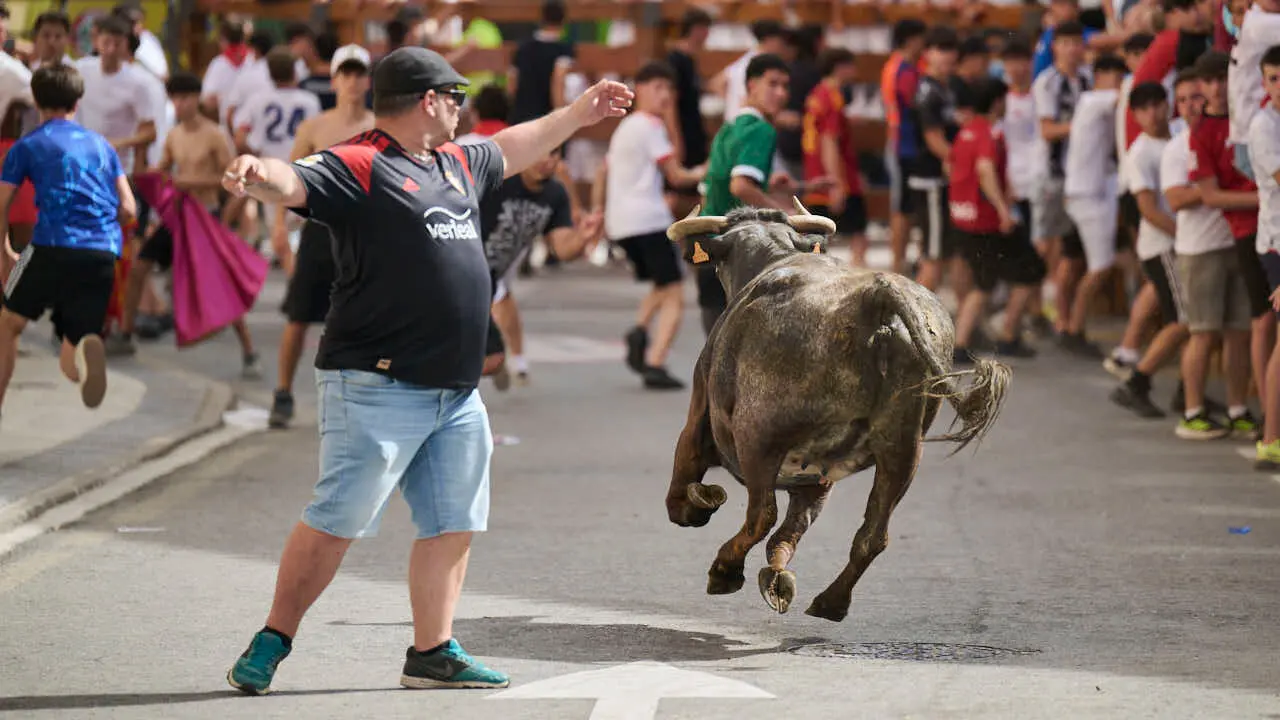 Suelta de vacas por las calles en fiestas de Mutilva 2026. PABLO LASAOSA