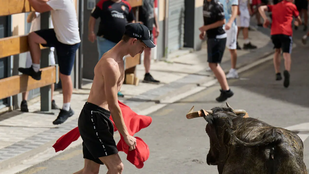 Suelta de vacas por las calles en fiestas de Mutilva 2026. PABLO LASAOSA