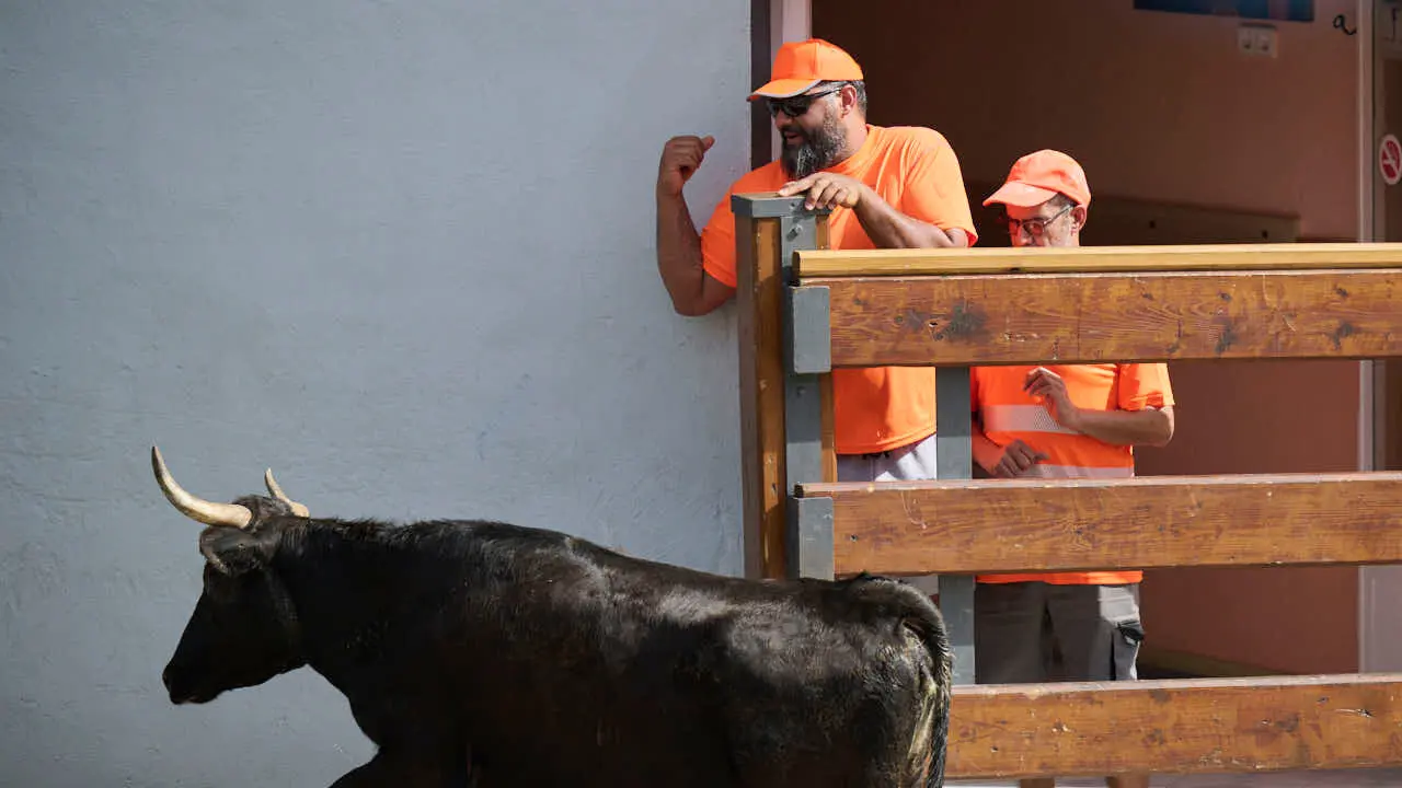 Suelta de vacas por las calles en fiestas de Mutilva 2026. PABLO LASAOSA
