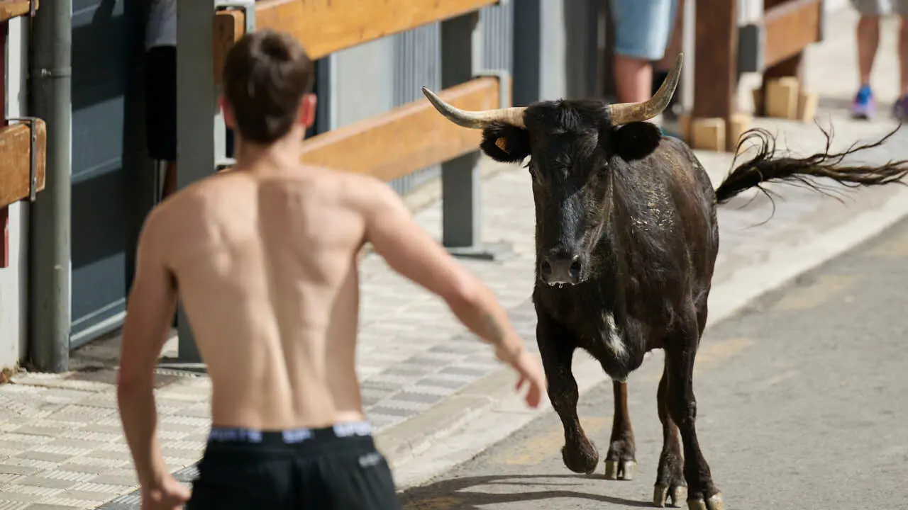 Suelta de vacas por las calles en fiestas de Mutilva 2026. PABLO LASAOSA