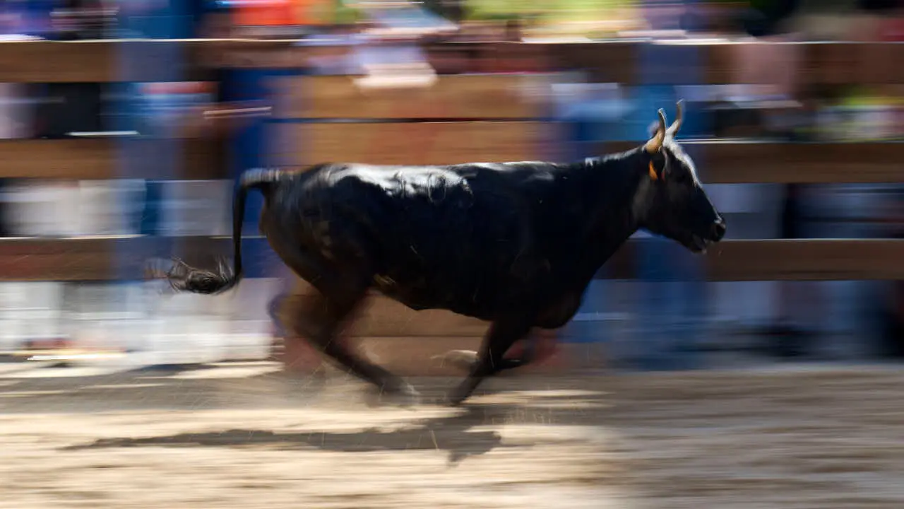 Tarde de vaquillas en fiestas de Bara&ntilde;ain 2026 con la ganader&iacute;a Bretos, amenizadas por Gaiteros de Bara&ntilde;&aacute;in. PABLO LASAOSA