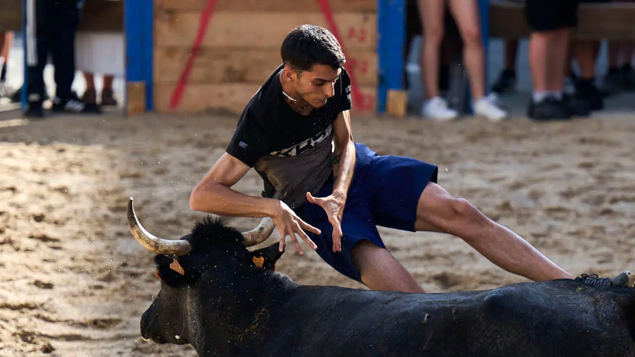 Tarde de vaquillas en fiestas de Bara&ntilde;ain 2026 con la ganader&iacute;a Bretos, amenizadas por Gaiteros de Bara&ntilde;&aacute;in. PABLO LASAOSA