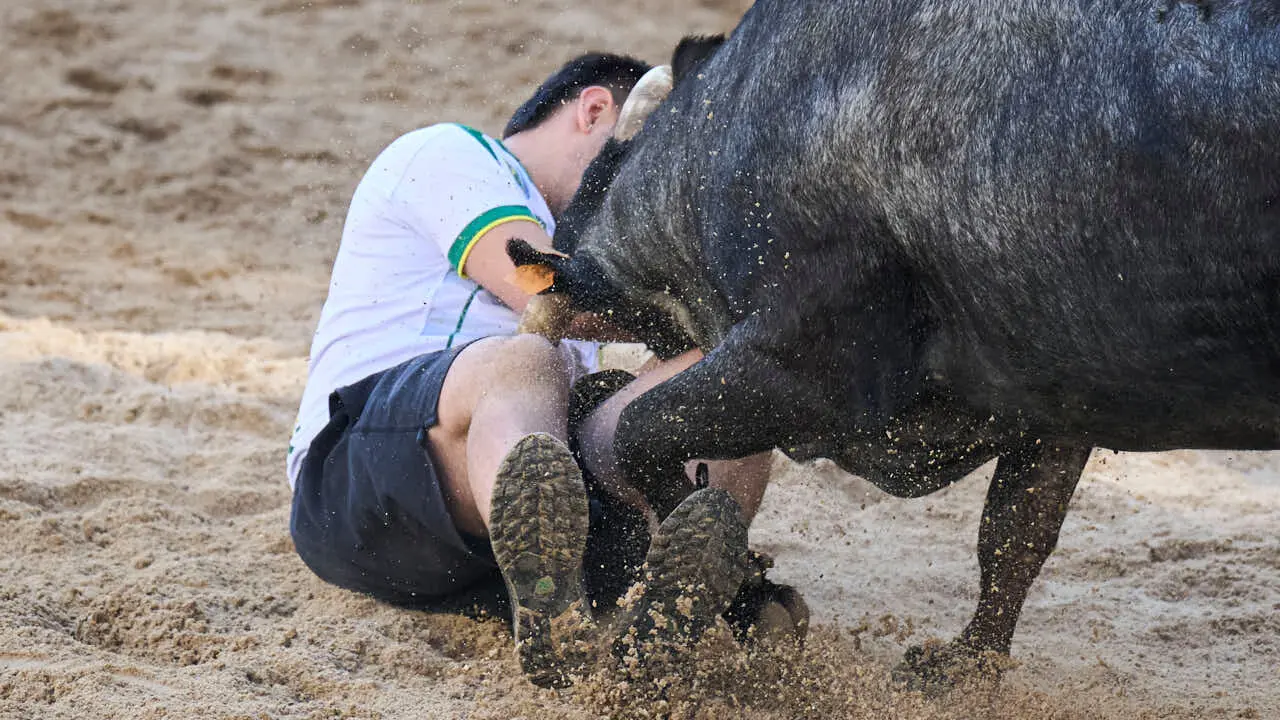 Tarde de vaquillas en fiestas de Bara&ntilde;ain 2026 con la ganader&iacute;a Bretos, amenizadas por Gaiteros de Bara&ntilde;&aacute;in. PABLO LASAOSA