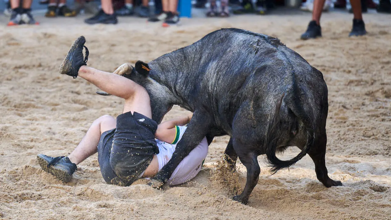 Tarde de vaquillas en fiestas de Bara&ntilde;ain 2026 con la ganader&iacute;a Bretos, amenizadas por Gaiteros de Bara&ntilde;&aacute;in. PABLO LASAOSA