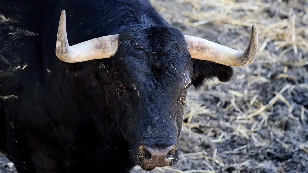 El toro 'Entonado' (n&ordm; 8) de la ganader&iacute;a de Victoriano del R&iacute;o (9 de julio), negro, y de 610 kilos de peso, en los Corrales del Gas de Pamplona para San Ferm&iacute;n 2026. I&Ntilde;IGO ALZUGARAY