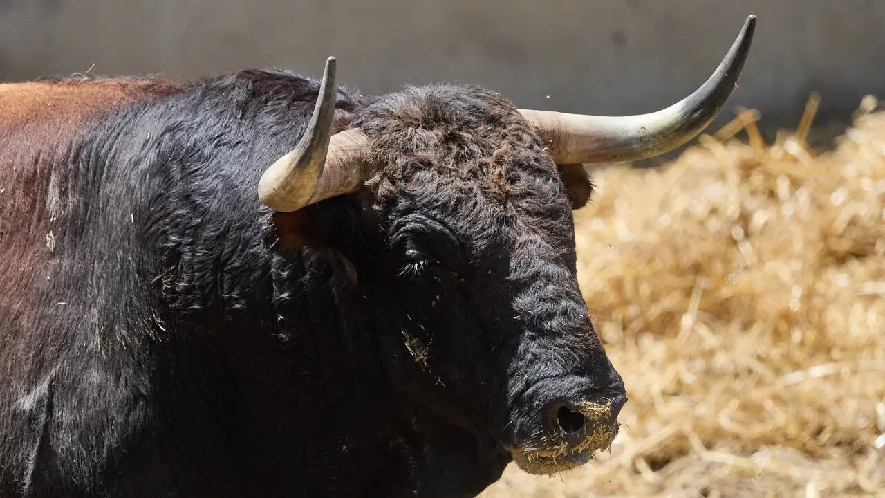 El toro 'Jilguero' (n&ordm; 51) de la ganader&iacute;a de Victoriano del R&iacute;o (9 de julio), colorado, y de 590 kilos de peso, en los Corrales del Gas de Pamplona para San Ferm&iacute;n 2026. I&Ntilde;IGO ALZUGARAY