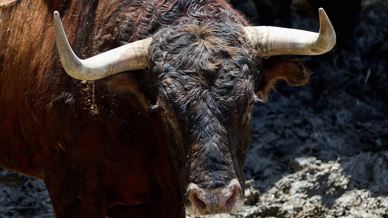 El toro 'Jara' (n&ordm; 108) de la ganader&iacute;a de Victoriano del R&iacute;o (9 de julio), colorado chorreado, y de 605 kilos de peso, en los Corrales del Gas de Pamplona para San Ferm&iacute;n 2026. I&Ntilde;IGO ALZUGARAY