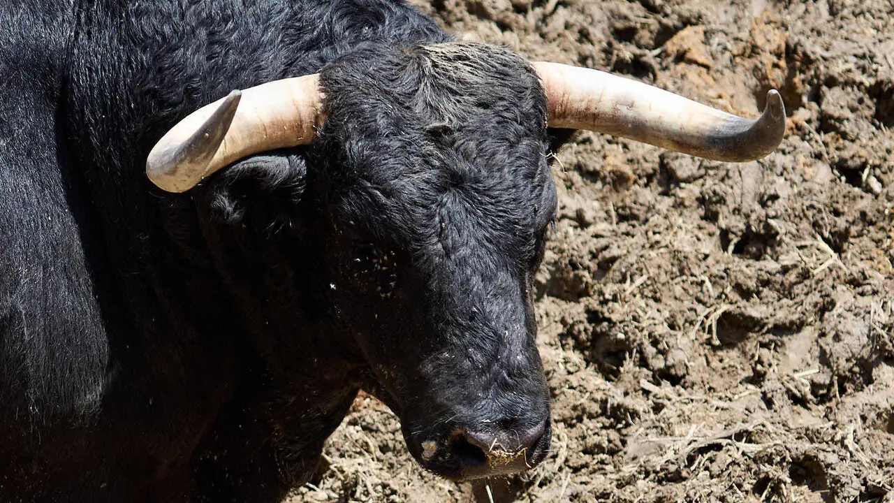 El toro 'Casero' (n&ordm; 108) de la ganader&iacute;a de Victoriano del R&iacute;o (9 de julio), negro, y de 585 kilos de peso, en los Corrales del Gas de Pamplona para San Ferm&iacute;n 2026. I&Ntilde;IGO ALZUGARAY
