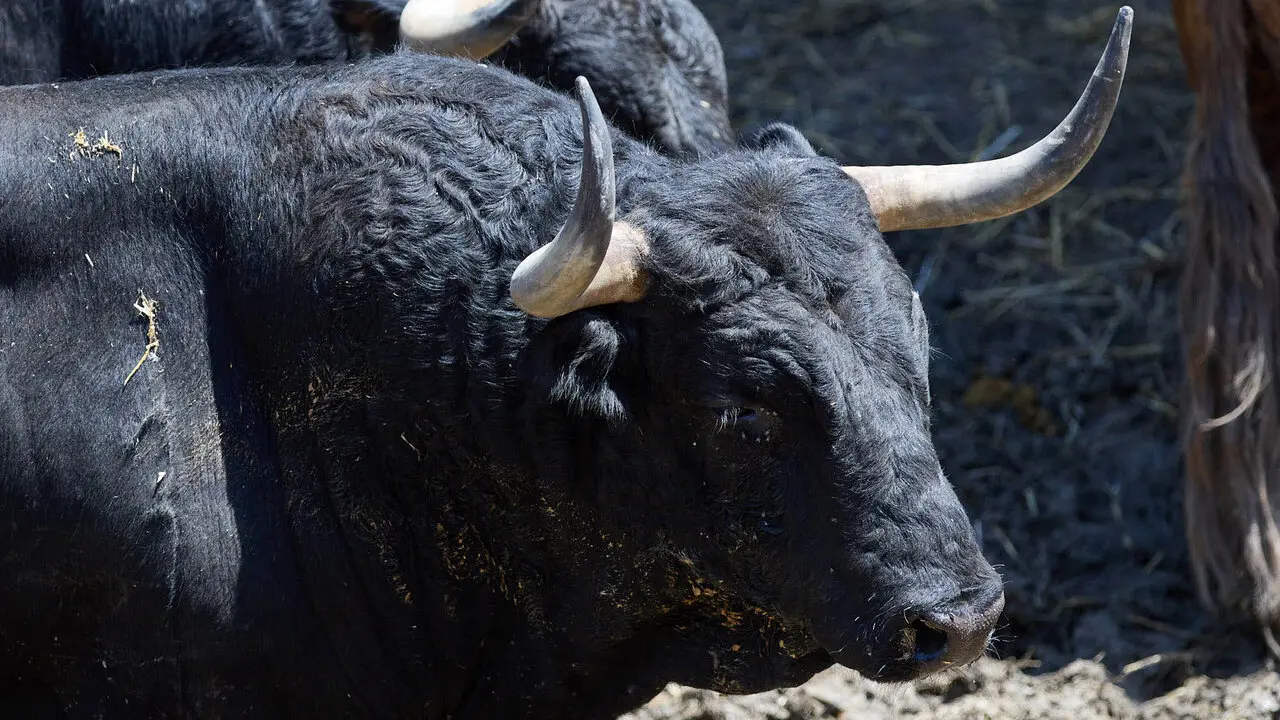 El toro 'Soleares' (n&ordm; 119) de la ganader&iacute;a de Victoriano del R&iacute;o (9 de julio), negro, y de 595 kilos de peso, en los Corrales del Gas de Pamplona para San Ferm&iacute;n 2026. I&Ntilde;IGO ALZUGARAY