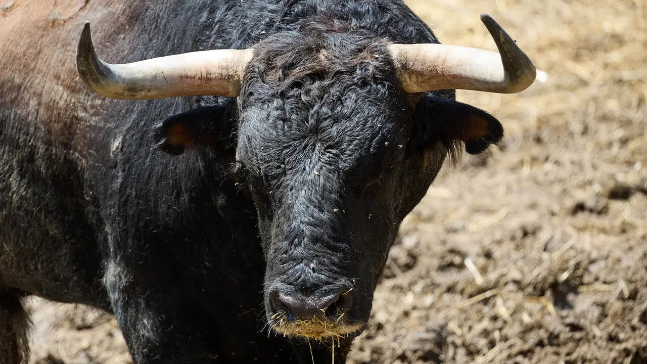 El toro 'Ansioso' (n&ordm; 123) de la ganader&iacute;a de Victoriano del R&iacute;o (9 de julio), negro mulato list&oacute;n bociclaro, y de 565 kilos de peso, en los Corrales del Gas de Pamplona para San Ferm&iacute;n 2026. I&Ntilde;IGO ALZUGARAY