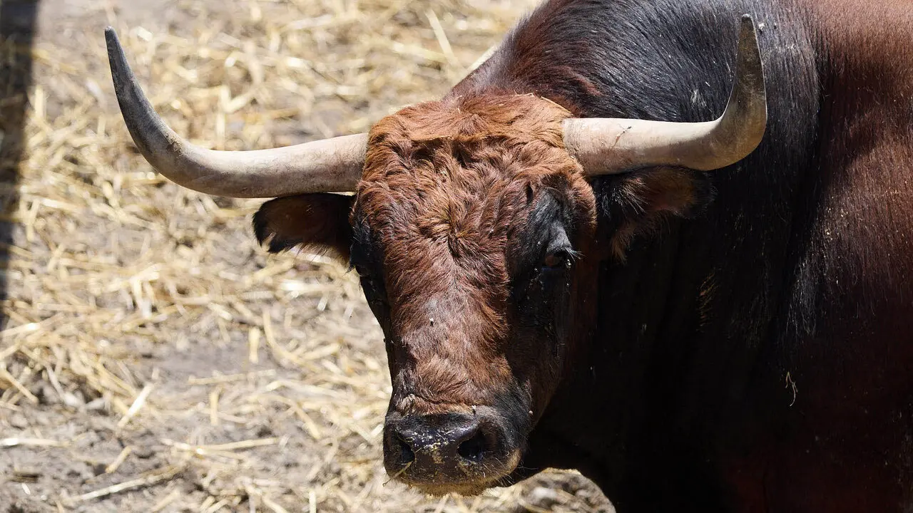El toro 'Alabardero' (n&ordm; 156) de la ganader&iacute;a de Victoriano del R&iacute;o (9 de julio), casta&ntilde;o, y de 570 kilos de peso, en los Corrales del Gas de Pamplona para San Ferm&iacute;n 2026. I&Ntilde;IGO ALZUGARAY