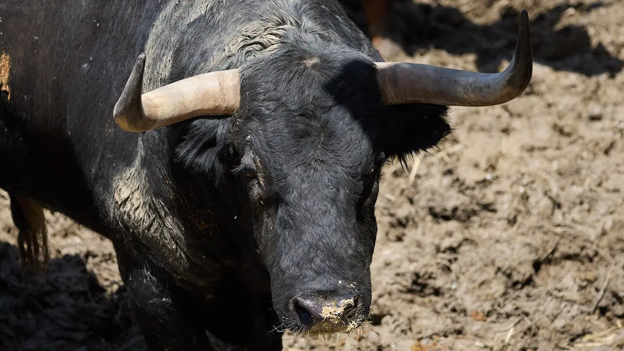 El toro 'Devoto' (n&ordm; 178) de la ganader&iacute;a de Victoriano del R&iacute;o (9 de julio), negro gragado meano axiblanco, y de 585 kilos de peso, en los Corrales del Gas de Pamplona para San Ferm&iacute;n 2026. I&Ntilde;IGO ALZUGARAY