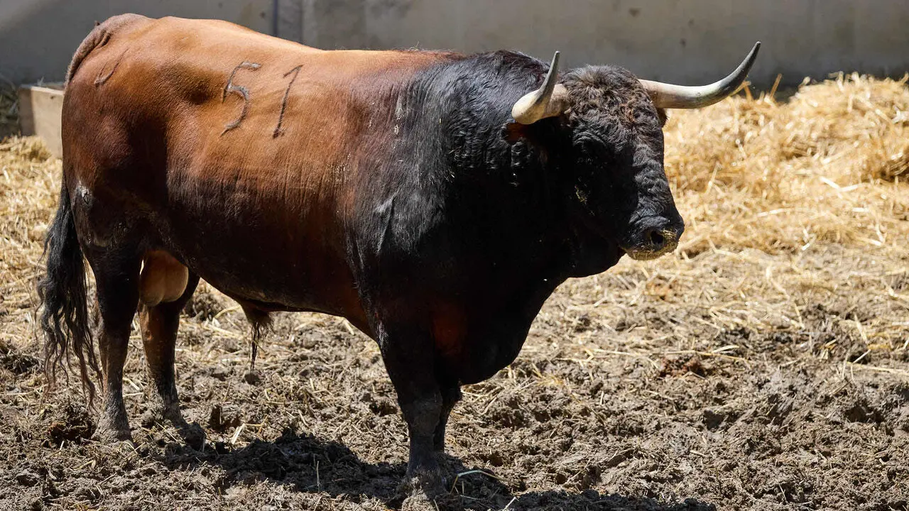 El toro 'Jilguero' (n&ordm; 51) de la ganader&iacute;a de Victoriano del R&iacute;o (9 de julio), colorado, y de 590 kilos de peso, en los Corrales del Gas de Pamplona para San Ferm&iacute;n 2026. I&Ntilde;IGO ALZUGARAY