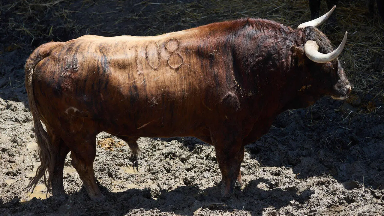 El toro 'Jara' (n&ordm; 108) de la ganader&iacute;a de Victoriano del R&iacute;o (9 de julio), colorado chorreado, y de 605 kilos de peso, en los Corrales del Gas de Pamplona para San Ferm&iacute;n 2026. I&Ntilde;IGO ALZUGARAY