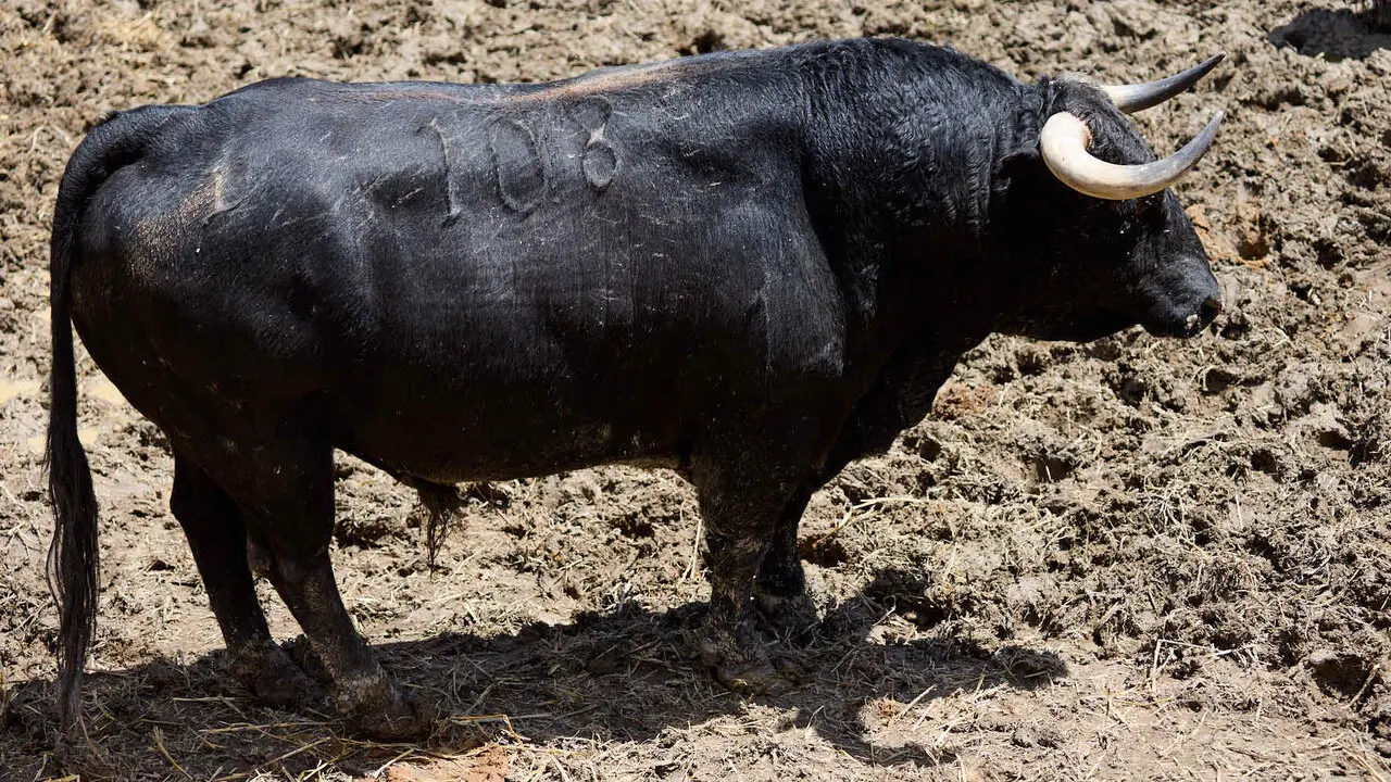 El toro 'Casero' (n&ordm; 108) de la ganader&iacute;a de Victoriano del R&iacute;o (9 de julio), negro, y de 585 kilos de peso, en los Corrales del Gas de Pamplona para San Ferm&iacute;n 2026. I&Ntilde;IGO ALZUGARAY