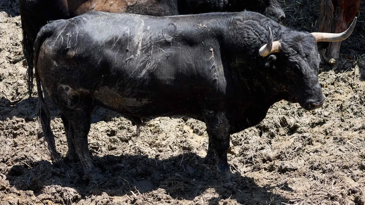 El toro 'Soleares' (n&ordm; 119) de la ganader&iacute;a de Victoriano del R&iacute;o (9 de julio), negro, y de 595 kilos de peso, en los Corrales del Gas de Pamplona para San Ferm&iacute;n 2026. I&Ntilde;IGO ALZUGARAY