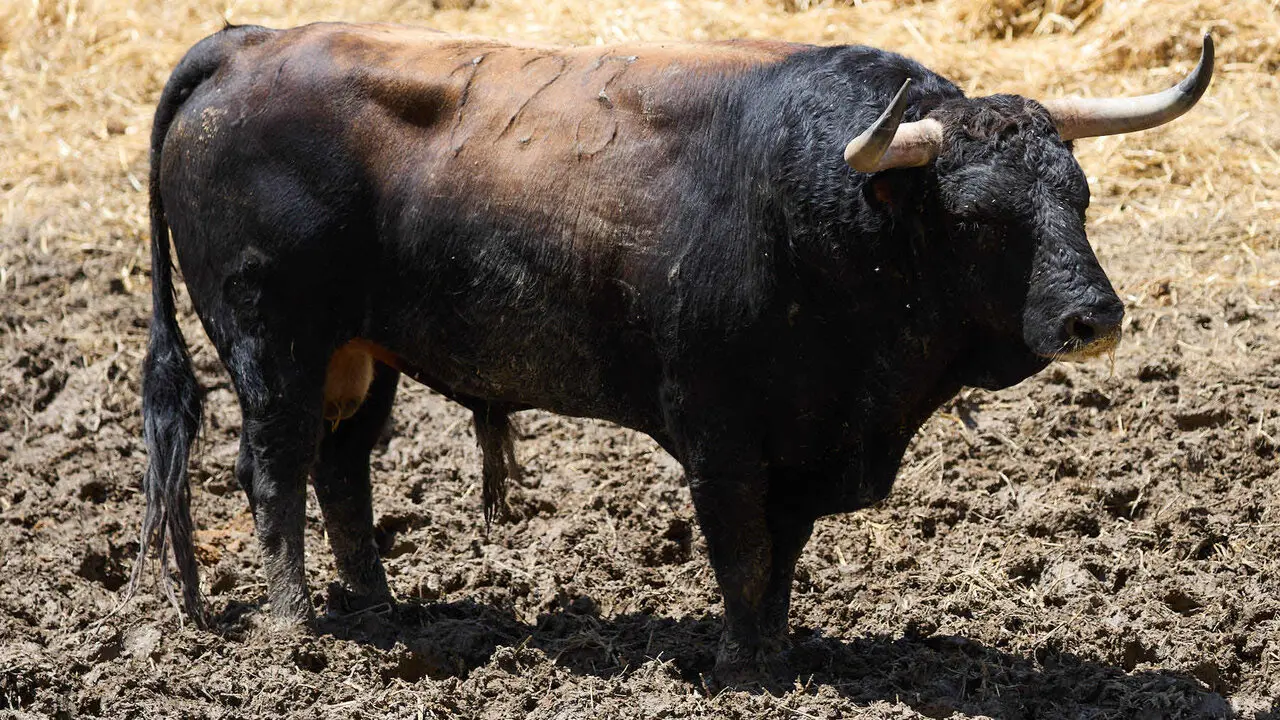 El toro 'Ansioso' (n&ordm; 123) de la ganader&iacute;a de Victoriano del R&iacute;o (9 de julio), negro mulato list&oacute;n bociclaro, y de 565 kilos de peso, en los Corrales del Gas de Pamplona para San Ferm&iacute;n 2026. I&Ntilde;IGO ALZUGARAY