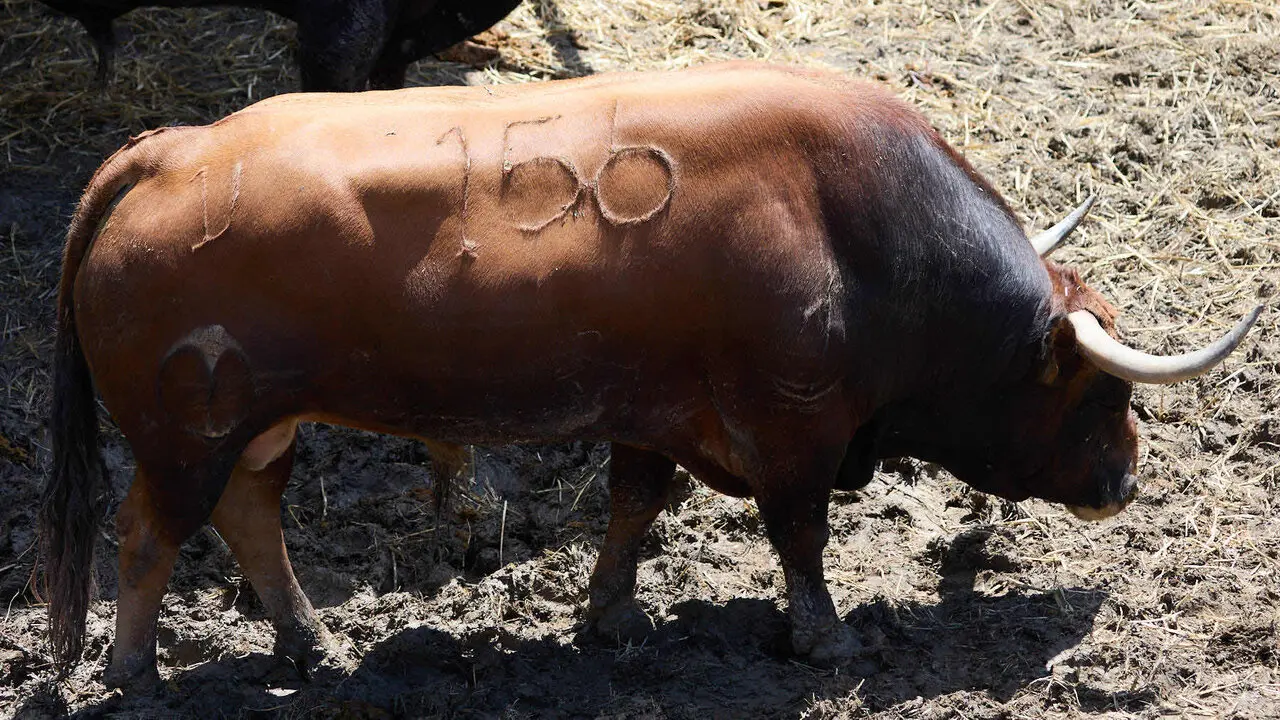 El toro 'Alabardero' (n&ordm; 156) de la ganader&iacute;a de Victoriano del R&iacute;o (9 de julio), casta&ntilde;o, y de 570 kilos de peso, en los Corrales del Gas de Pamplona para San Ferm&iacute;n 2026. I&Ntilde;IGO ALZUGARAY