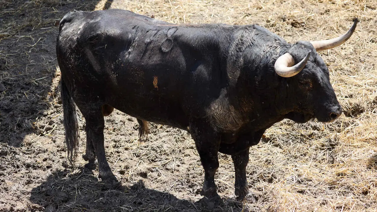 El toro 'Devoto' (n&ordm; 178) de la ganader&iacute;a de Victoriano del R&iacute;o (9 de julio), negro gragado meano axiblanco, y de 585 kilos de peso, en los Corrales del Gas de Pamplona para San Ferm&iacute;n 2026. I&Ntilde;IGO ALZUGARAY