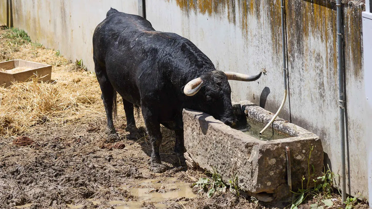 Toros de la ganader&iacute;a de Victoriano del R&iacute;o (9 de julio), en los Corrales del Gas de Pamplona para San Ferm&iacute;n 2026. I&Ntilde;IGO ALZUGARAY