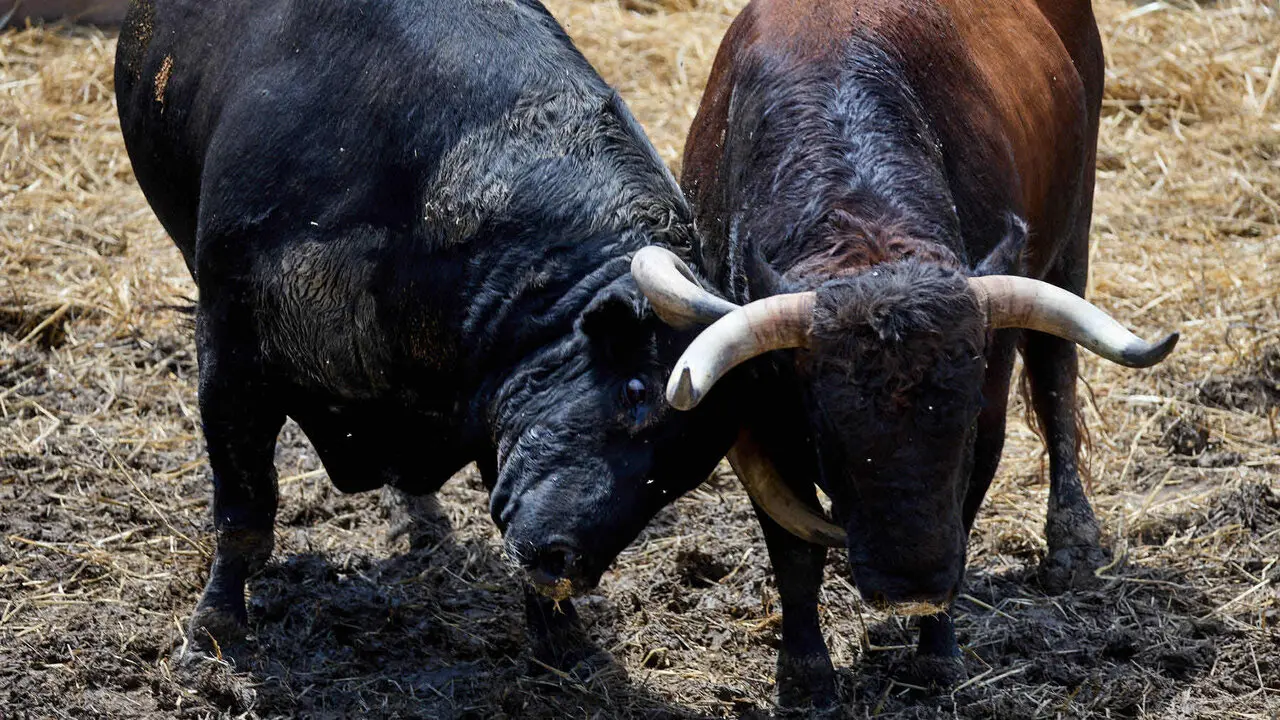 Toros de la ganader&iacute;a de Victoriano del R&iacute;o (9 de julio), en los Corrales del Gas de Pamplona para San Ferm&iacute;n 2026. I&Ntilde;IGO ALZUGARAY
