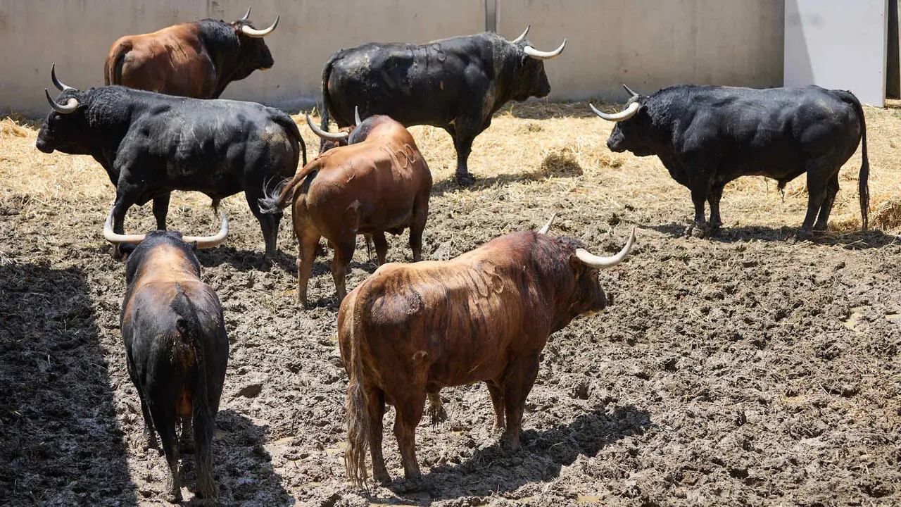 Toros de la ganader&iacute;a de Victoriano del R&iacute;o (9 de julio), en los Corrales del Gas de Pamplona para San Ferm&iacute;n 2026. I&Ntilde;IGO ALZUGARAY
