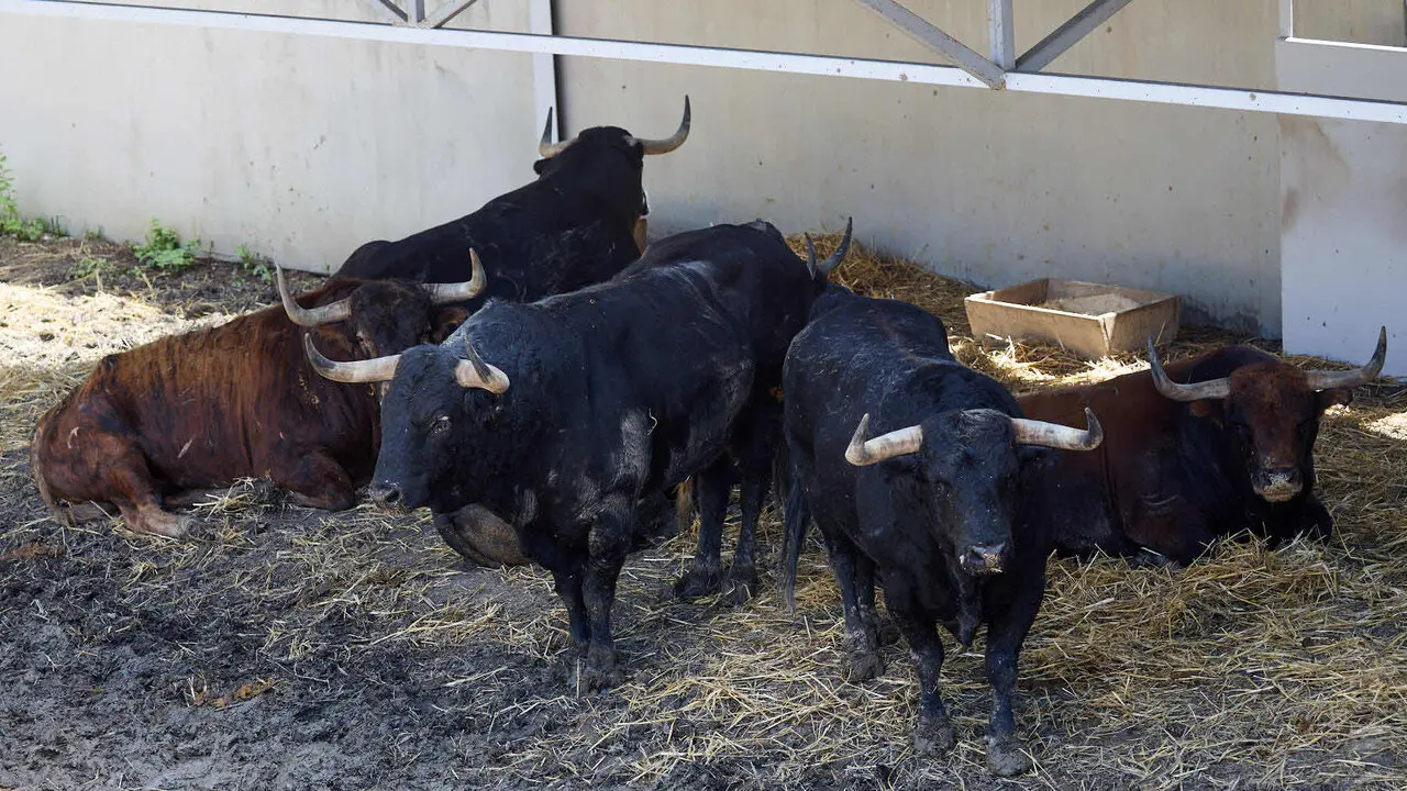 Toros de la ganader&iacute;a de Victoriano del R&iacute;o (9 de julio), en los Corrales del Gas de Pamplona para San Ferm&iacute;n 2026. I&Ntilde;IGO ALZUGARAY