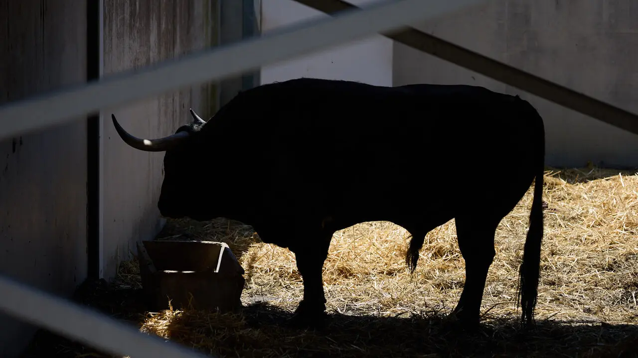 Toros de la ganader&iacute;a de Victoriano del R&iacute;o (9 de julio), en los Corrales del Gas de Pamplona para San Ferm&iacute;n 2026. I&Ntilde;IGO ALZUGARAY
