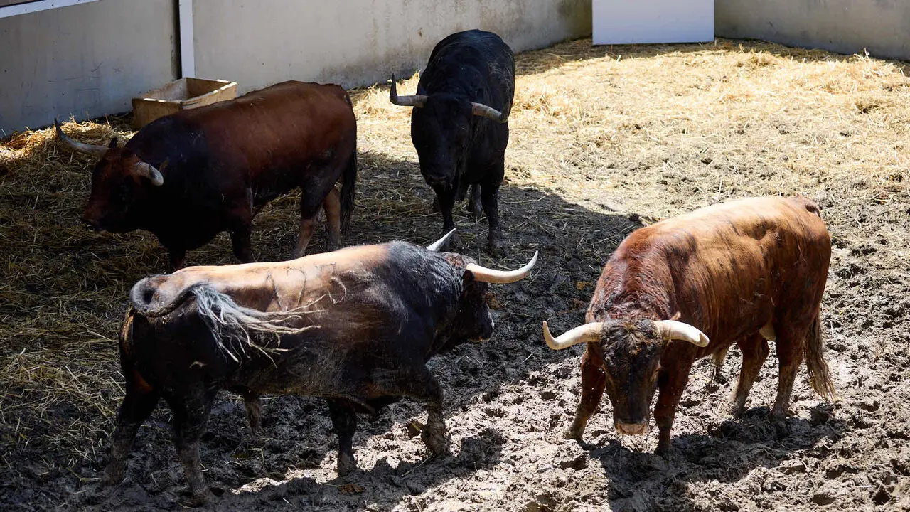 Toros de la ganader&iacute;a de Victoriano del R&iacute;o (9 de julio), en los Corrales del Gas de Pamplona para San Ferm&iacute;n 2026. I&Ntilde;IGO ALZUGARAY