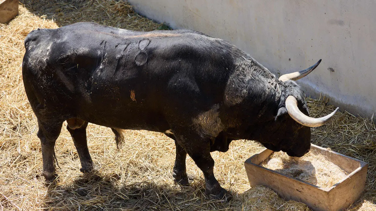 Toros de la ganader&iacute;a de Victoriano del R&iacute;o (9 de julio), en los Corrales del Gas de Pamplona para San Ferm&iacute;n 2026. I&Ntilde;IGO ALZUGARAY