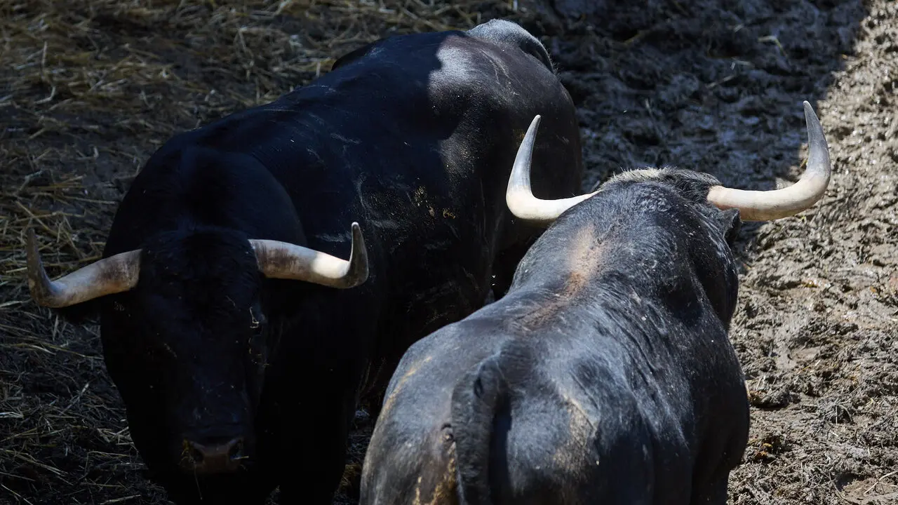 Toros de la ganader&iacute;a de Victoriano del R&iacute;o (9 de julio), en los Corrales del Gas de Pamplona para San Ferm&iacute;n 2026. I&Ntilde;IGO ALZUGARAY