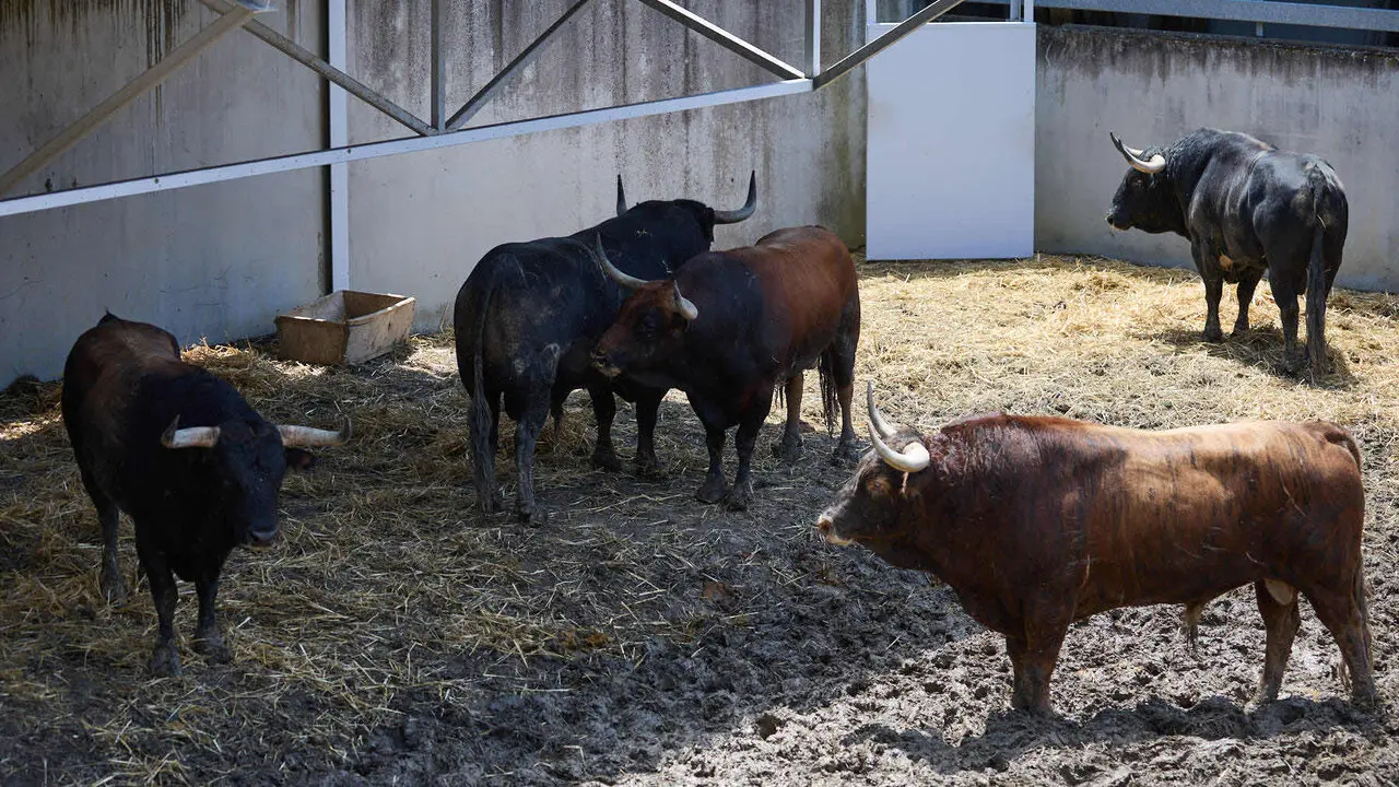 Toros de la ganader&iacute;a de Victoriano del R&iacute;o (9 de julio), en los Corrales del Gas de Pamplona para San Ferm&iacute;n 2026. I&Ntilde;IGO ALZUGARAY