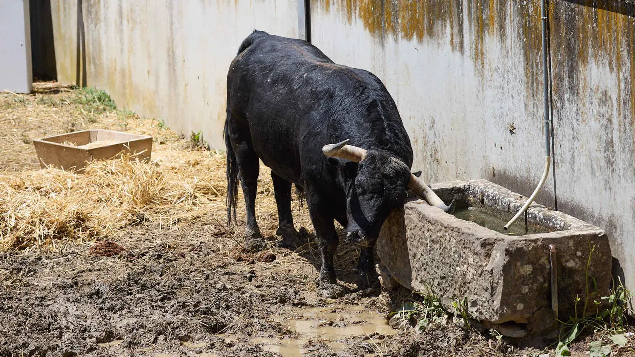 Toros de la ganader&iacute;a de Victoriano del R&iacute;o (9 de julio), en los Corrales del Gas de Pamplona para San Ferm&iacute;n 2026. I&Ntilde;IGO ALZUGARAY