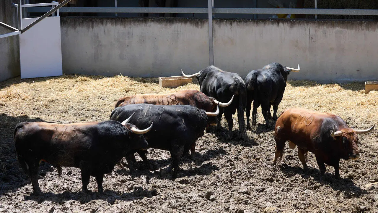 Toros de la ganader&iacute;a de Victoriano del R&iacute;o (9 de julio), en los Corrales del Gas de Pamplona para San Ferm&iacute;n 2026. I&Ntilde;IGO ALZUGARAY
