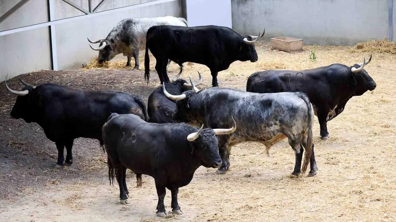 Toros de la ganader&iacute;a de Cebada Gago (8 de julio), en los Corrales del Gas de Pamplona para San Ferm&iacute;n 2026. I&Ntilde;IGO ALZUGARAY