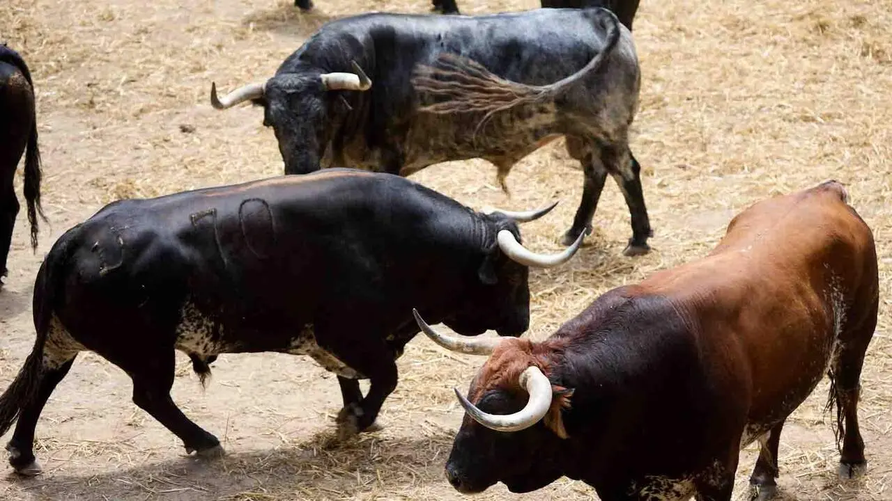 Toros de la ganader&iacute;a de Cebada Gago (8 de julio), en los Corrales del Gas de Pamplona para San Ferm&iacute;n 2026. I&Ntilde;IGO ALZUGARAY