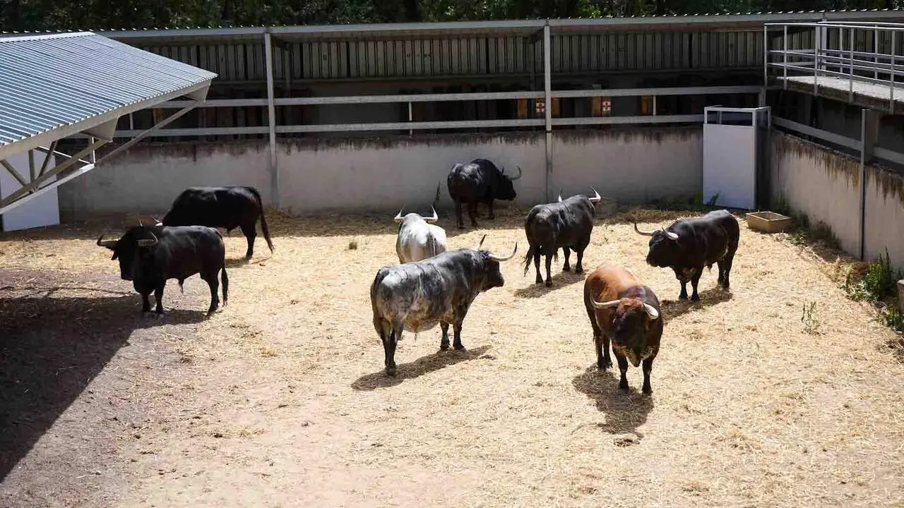 Toros de la ganader&iacute;a de Cebada Gago (8 de julio), en los Corrales del Gas de Pamplona para San Ferm&iacute;n 2026. I&Ntilde;IGO ALZUGARAY